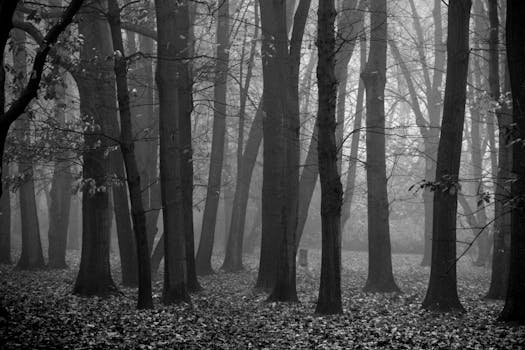 A haunting black and white image of a foggy forest with tall trees.