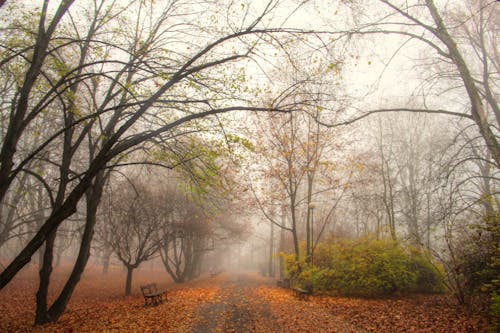 무료 공원, 나뭇잎, 떨어지다의 무료 스톡 사진