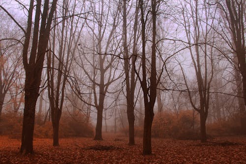 Immagine gratuita di alberi, ambiente, boschi