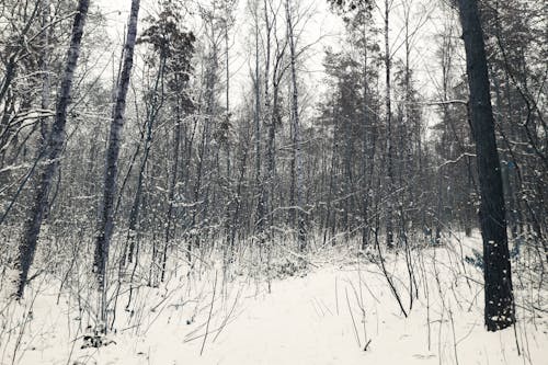 Foto d'estoc gratuïta de arbres, boscos, cobert de neu