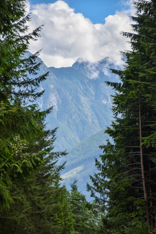 Безкоштовне стокове фото на тему «вертикальний, гори, зелені дерева»