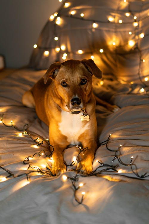 Foto profissional grátis de animal, animal de estimação, bonitinho