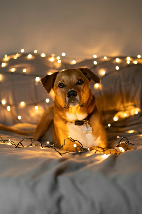 Foto profissional grátis de animal, animal de estimação, bonitinho