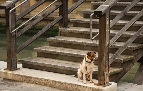 Free Dog Tied on the Staircase Stock Photo