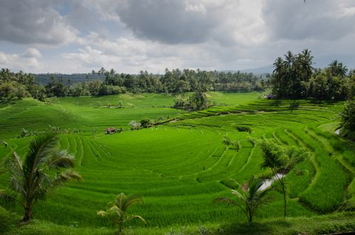 Free Vibrant rice terraces under cloudy skies in Bali, showcasing natural agricultural beauty. Stock Photo
