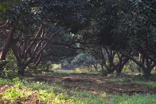 Fotos de stock gratuitas de arboles, campo, medio ambiente