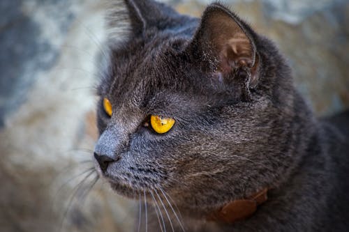 Free Close-up Photo of Gray Cat's Head Stock Photo