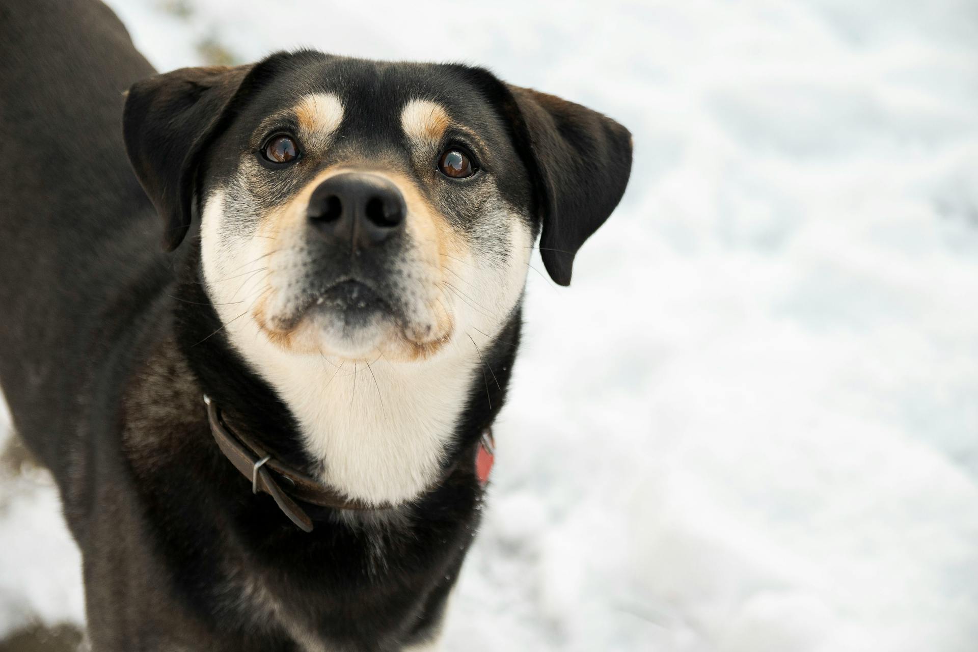 Närbilder av svartvit hund