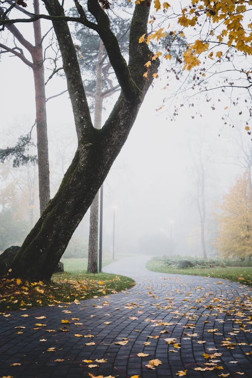 Imagine de stoc gratuită din arbori, cădere, cale