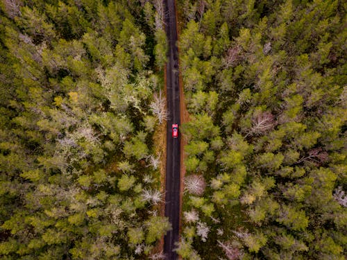 бесплатная Бесплатное стоковое фото с деревья, дорога, красный автомобиль Стоковое фото