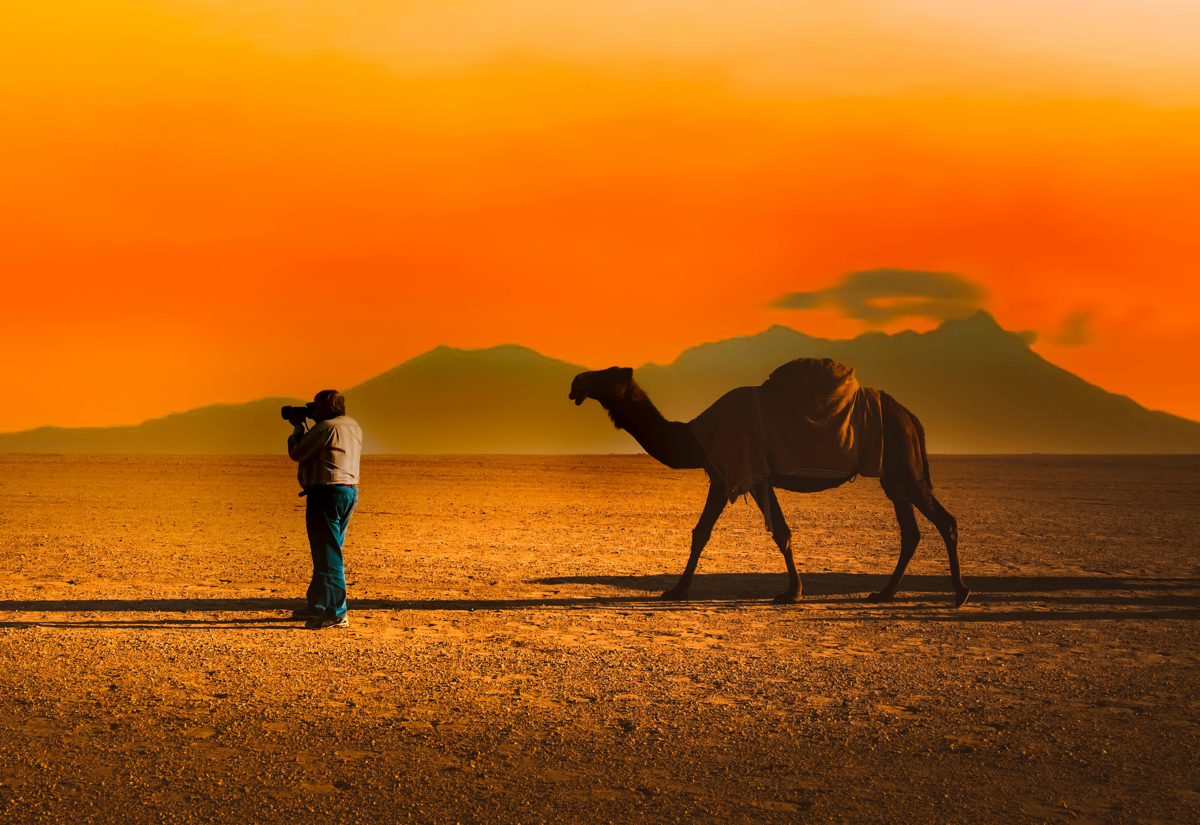 Camel Desert Sunset Photos, Download The BEST Free Camel Desert Sunset ...