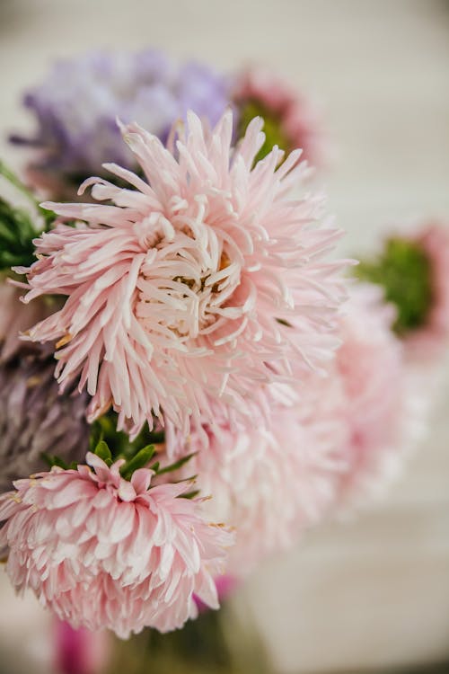 A Close-Up Shot of Pink Flowers