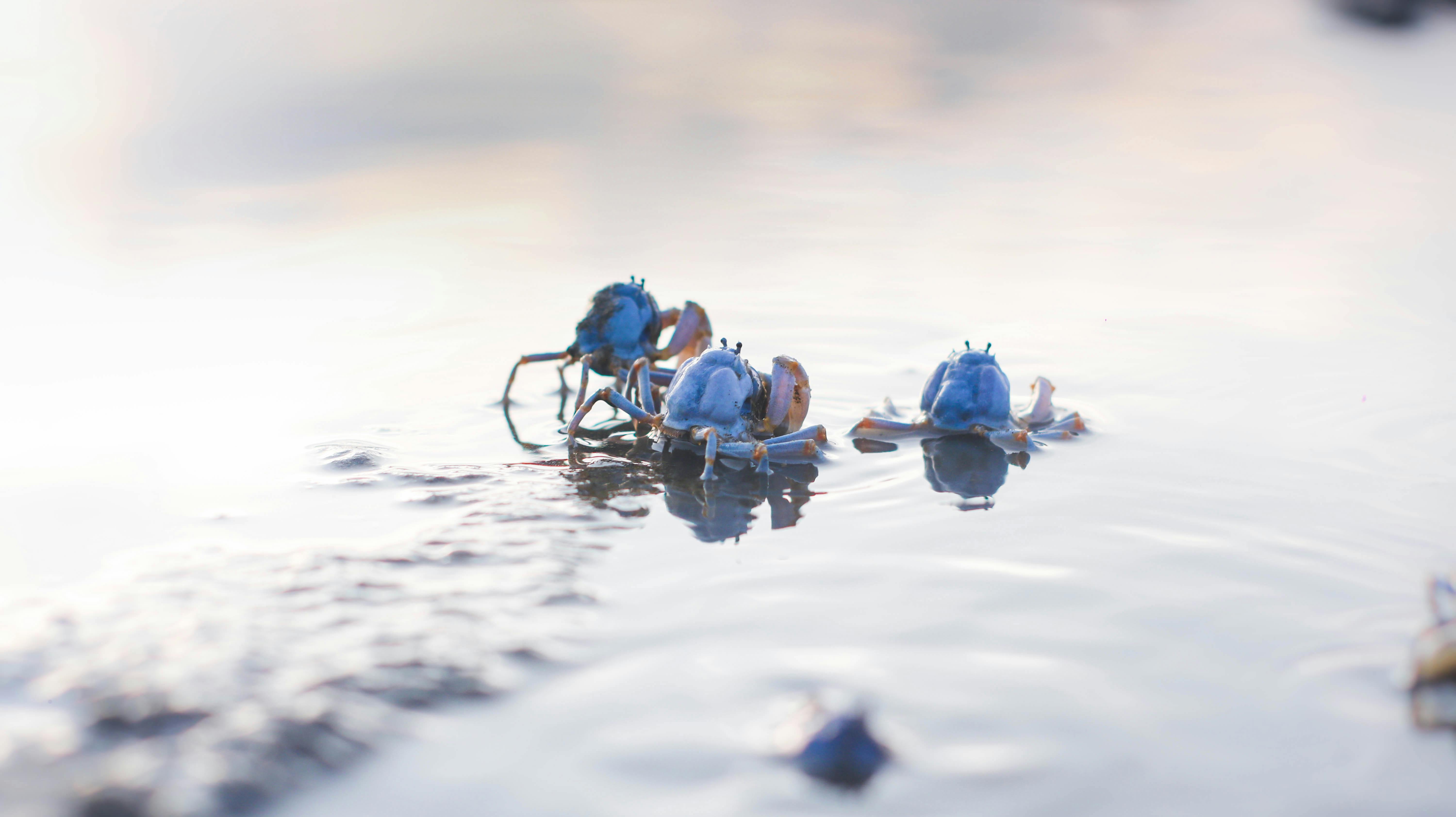 Close-up view of blue crabs on a reflective water surface during the day.