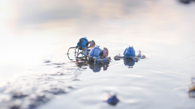 Close-up view of blue crabs on a reflective water surface during the day.
