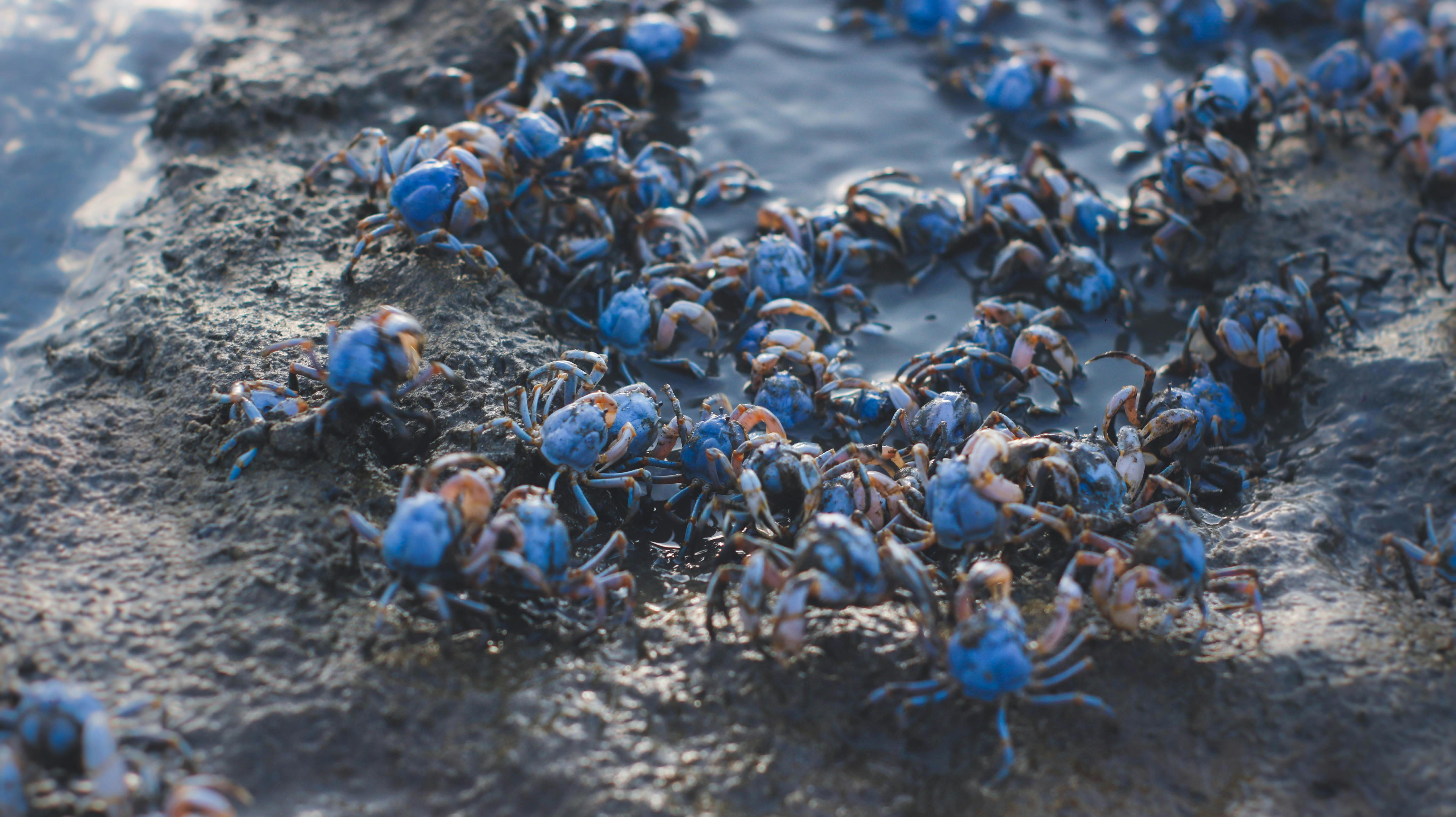 Red Crab Migration — Niue Pacific Island