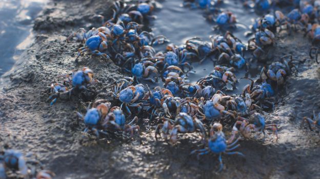 crab photo