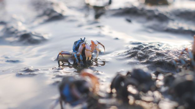 A detailed view of soldier crabs scuttling on a wet sandy beach near tidal pools.