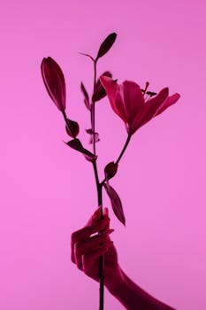 A close-up of a hand holding a beautiful pink lily against a vibrant pink background.