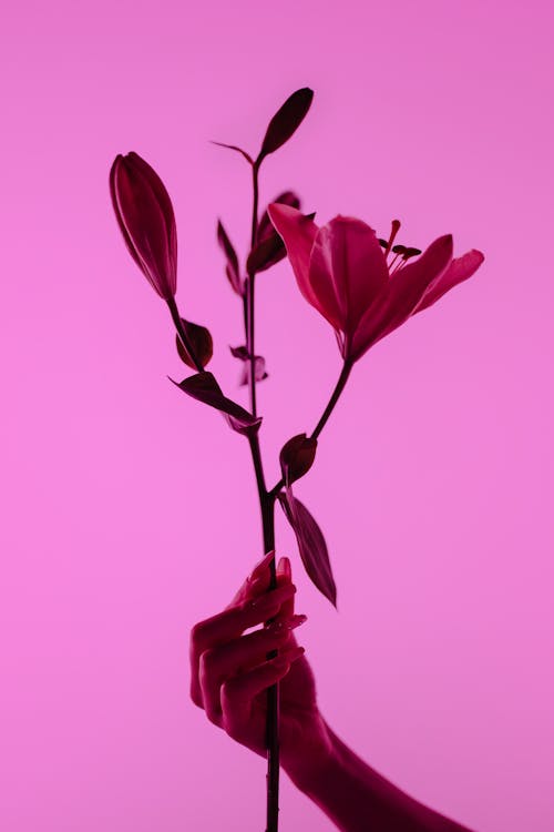ハンド, ピンクの背景, フラワーズの無料の写真素材