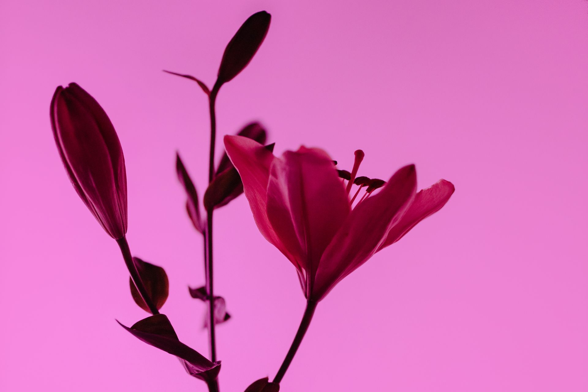 Lilium Flower with Buds