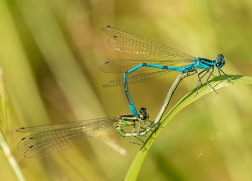 Dragonflies Perched on Green Leaf 