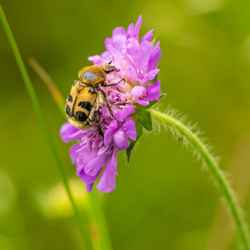Fotos de stock gratuitas de abeja, animal, fauna