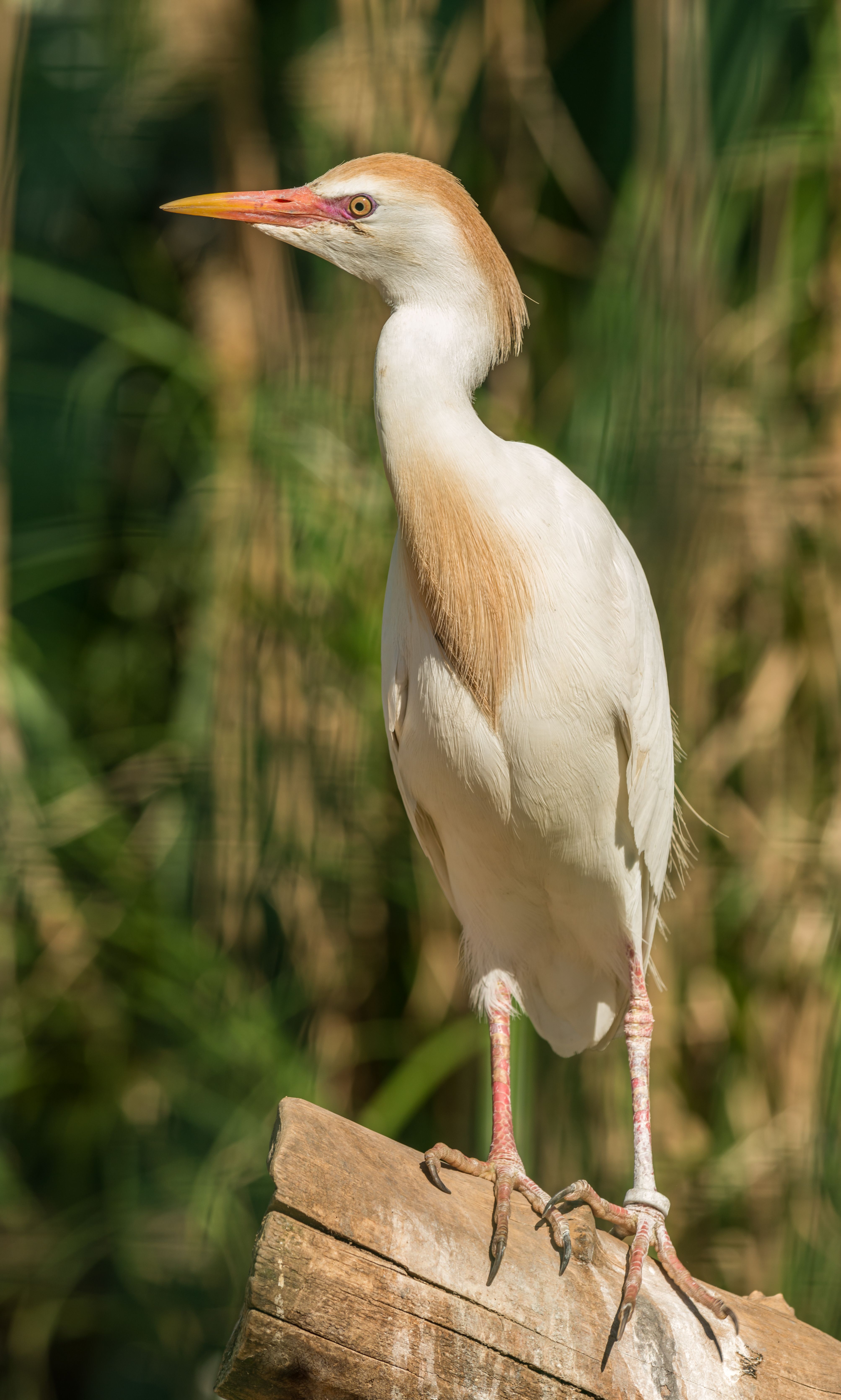 A cattle egret with striking plumage perched outdoors against a nature background.