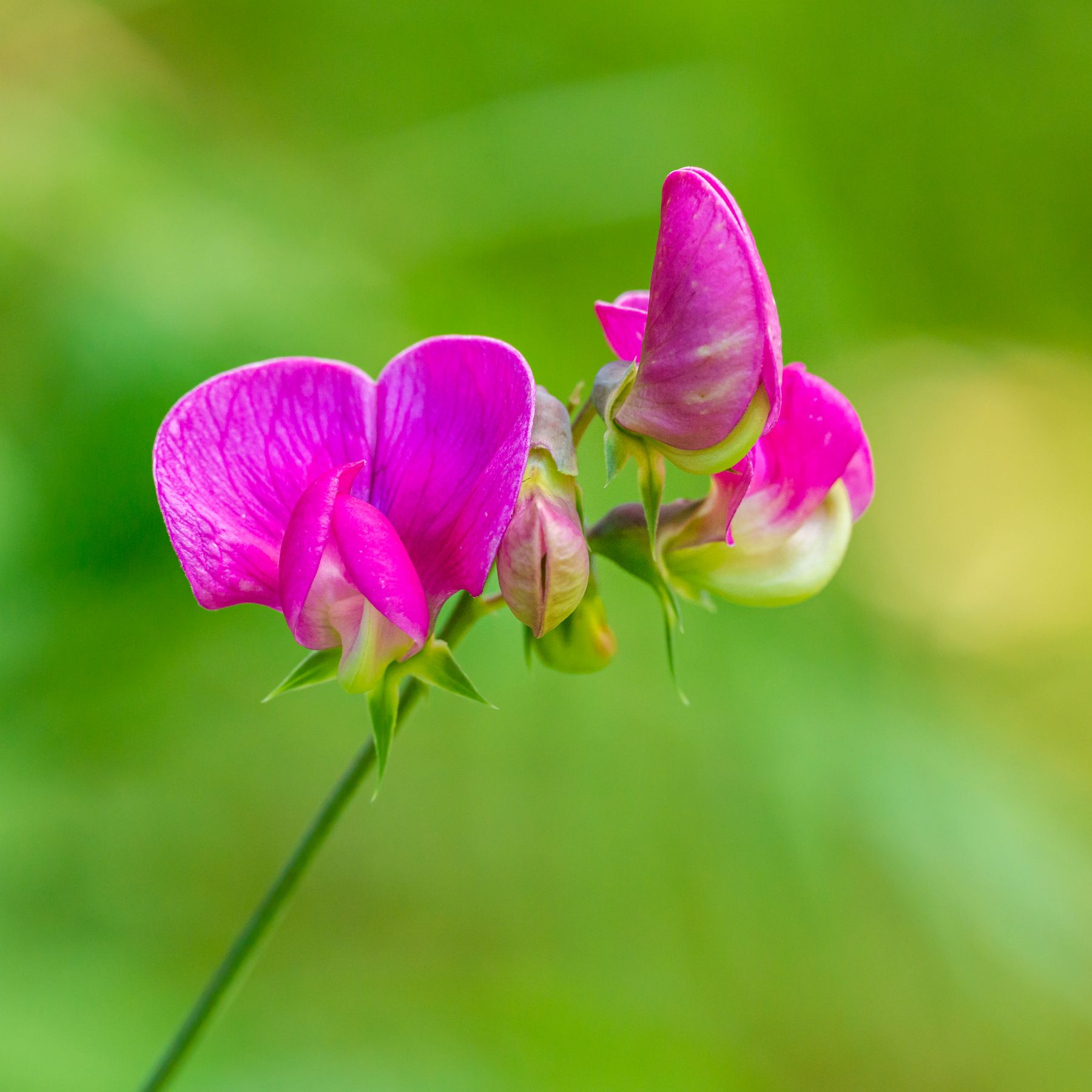 Sweet pea flowers in a garden