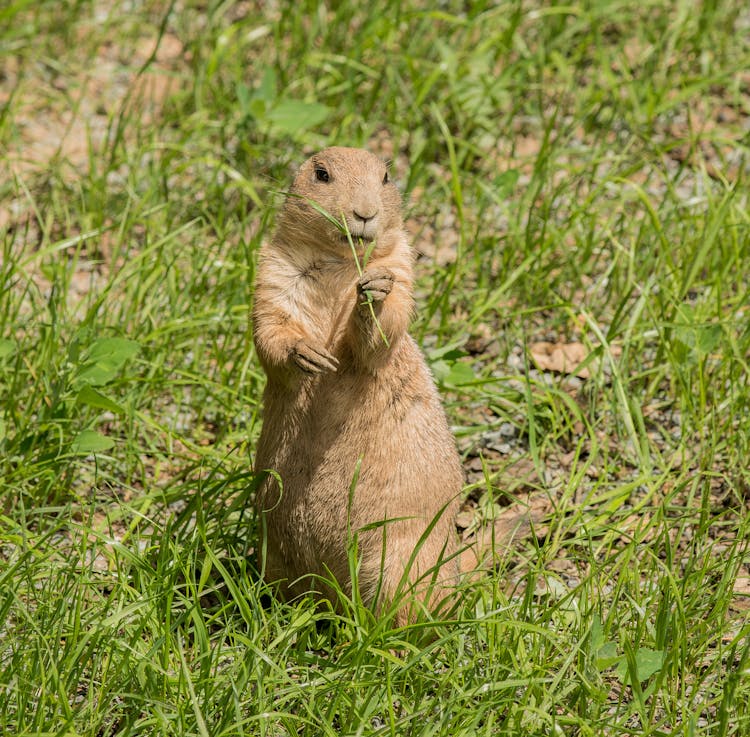 A Rabbit Eating A Grass