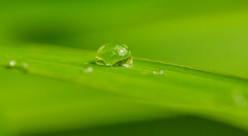 A Close-Up Shot of a Water Droplet on a Leaf