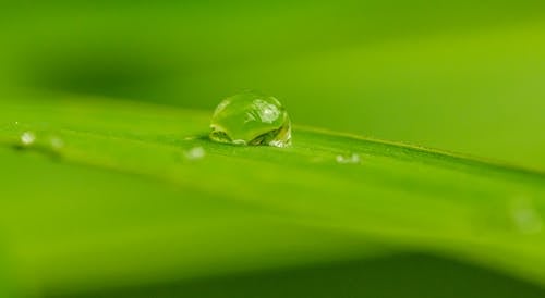 Gratis stockfoto met blad, close-up shot, groen