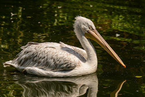 Základová fotografie zdarma na téma divočina, pelikán, plavání