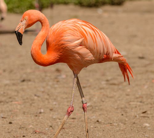Ingyenes stockfotó állat, flamingó, közeli lövés témában Stockfotó