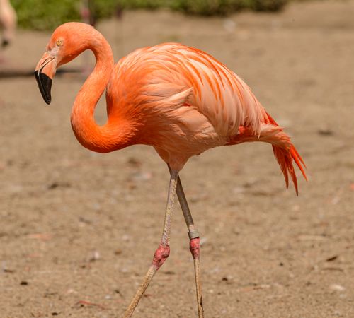 Free Close-up shot of a flamingo walking on sandy ground, showcasing its vibrant pink feathers. Stock Photo
