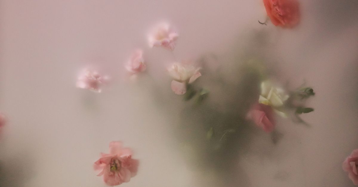 Blurry Photo of Scattered Roses · Free Stock Photo