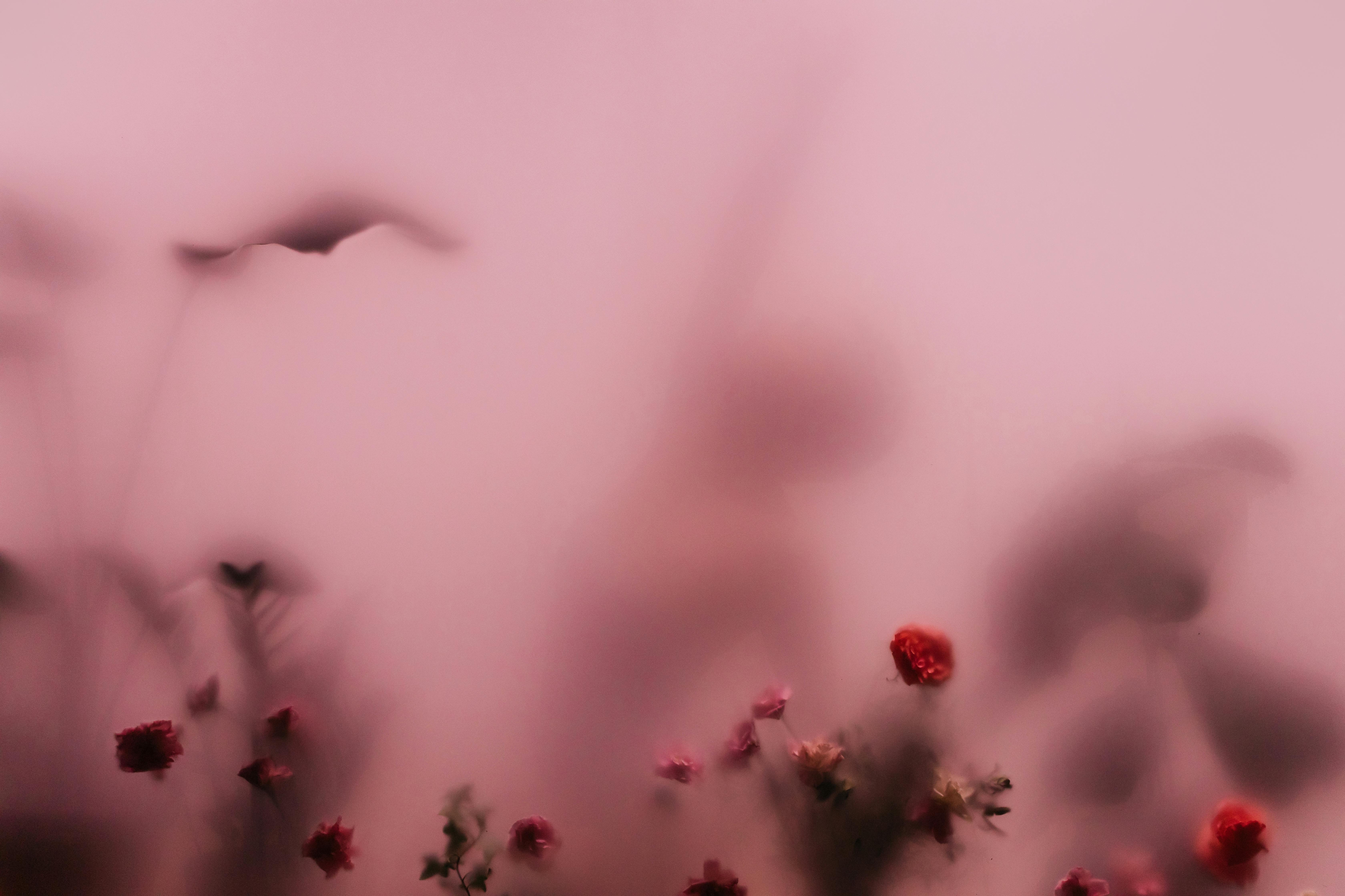 Soft focus image of delicate pink flowers against a pastel background, creating a dreamy effect.