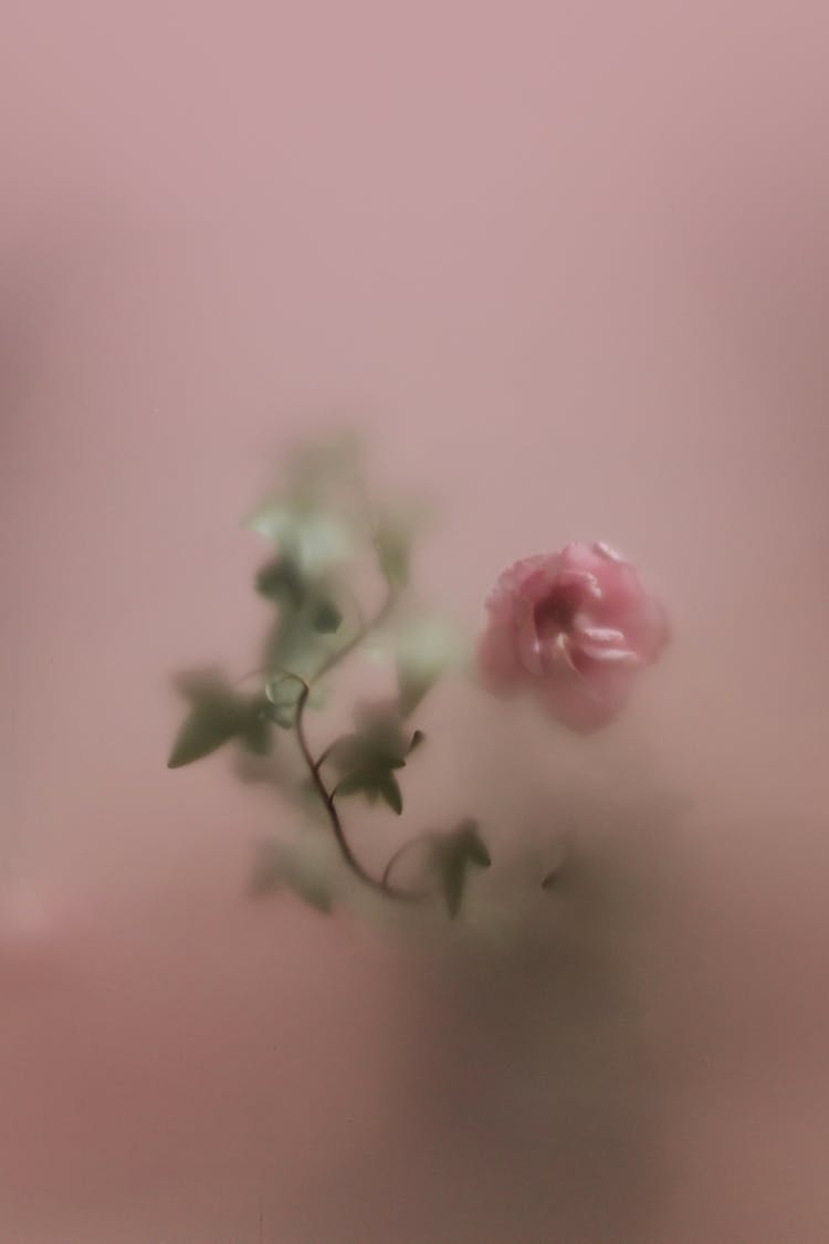 A Flower Behind A Translucent Glass