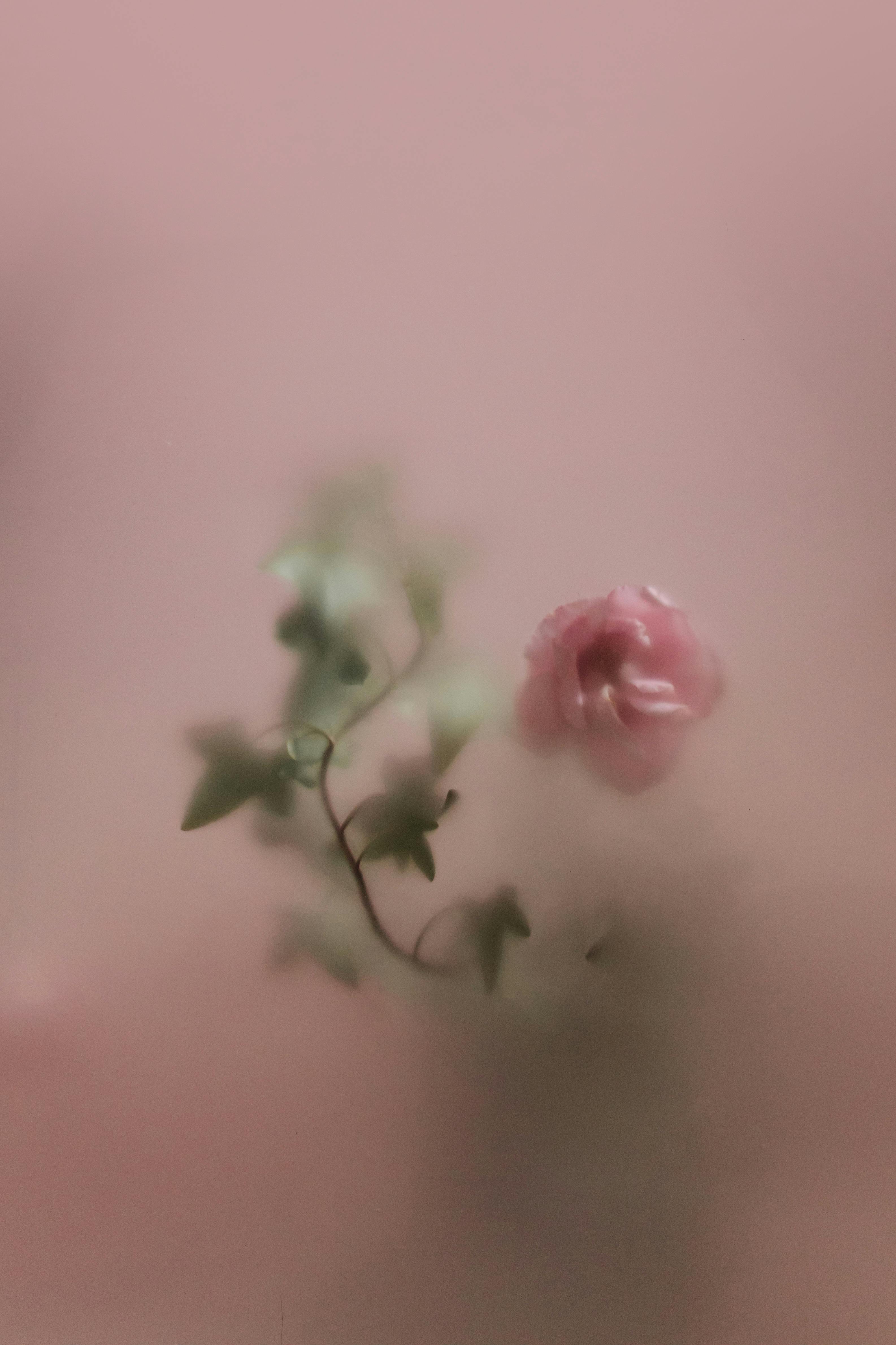 A Flower Behind a Translucent Glass · Free Stock Photo