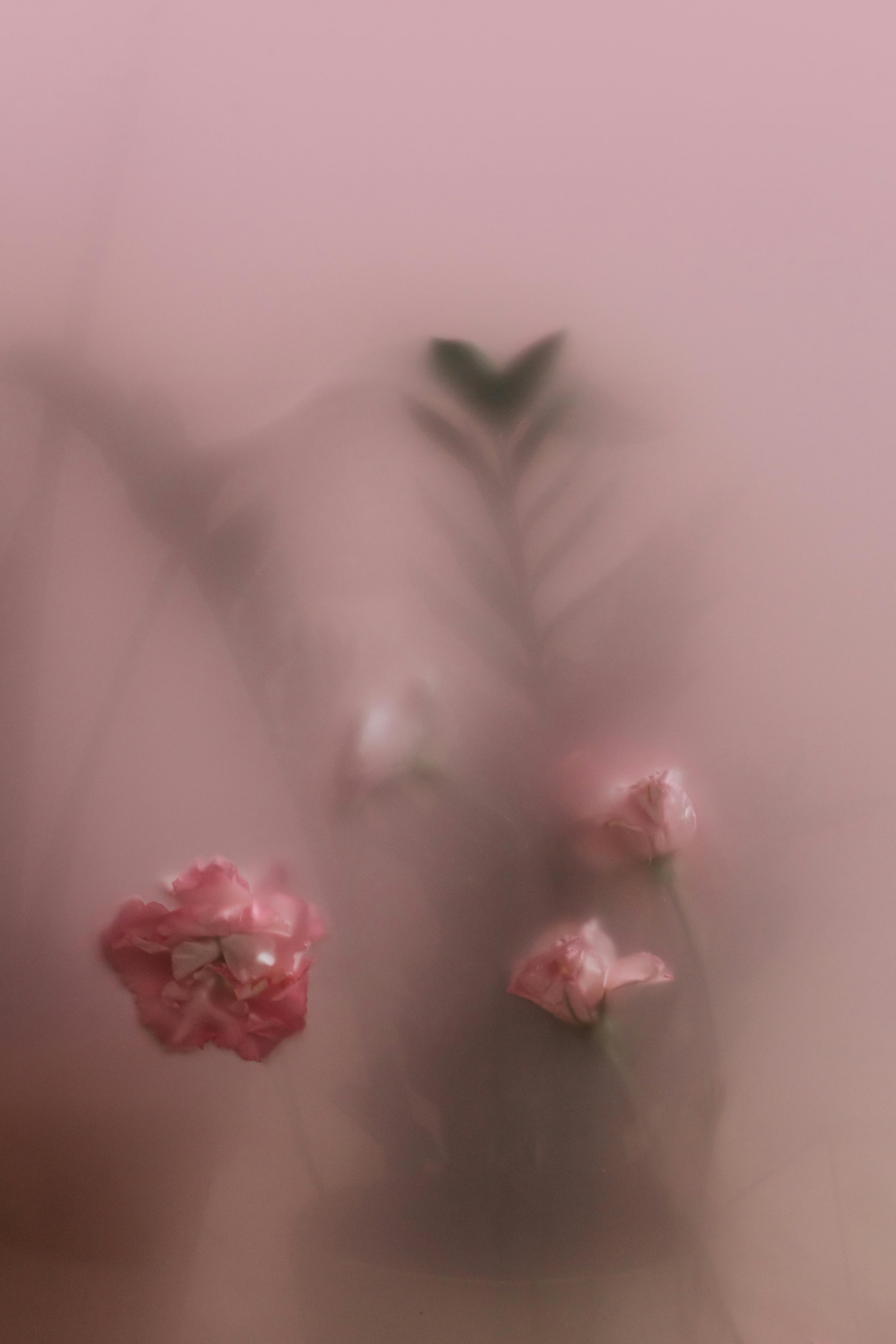 Flowers Behind a Translucent Glass · Free Stock Photo