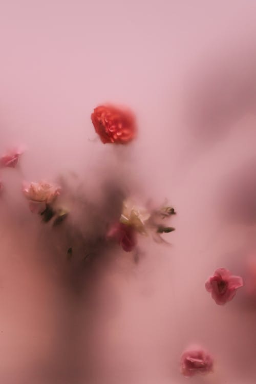 White and Pink Roses in a Translucent Background 