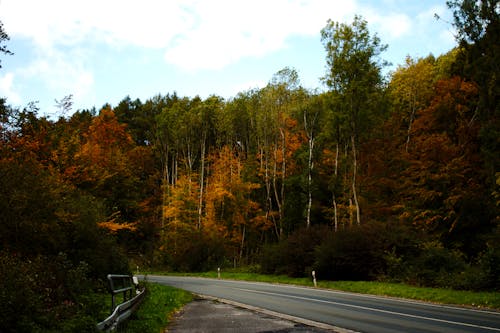 Gratis stockfoto met achtergrond, bomen, Bos