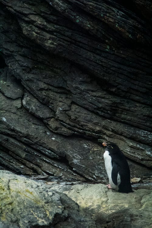 A Penguin on o Rock