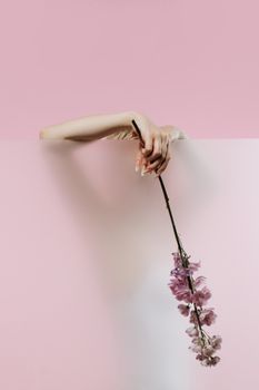 Elegantly poised hand holding a branch of pink flowers against a soft pink minimalist backdrop.