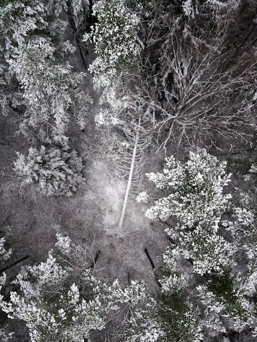 Aerial View of a Forest