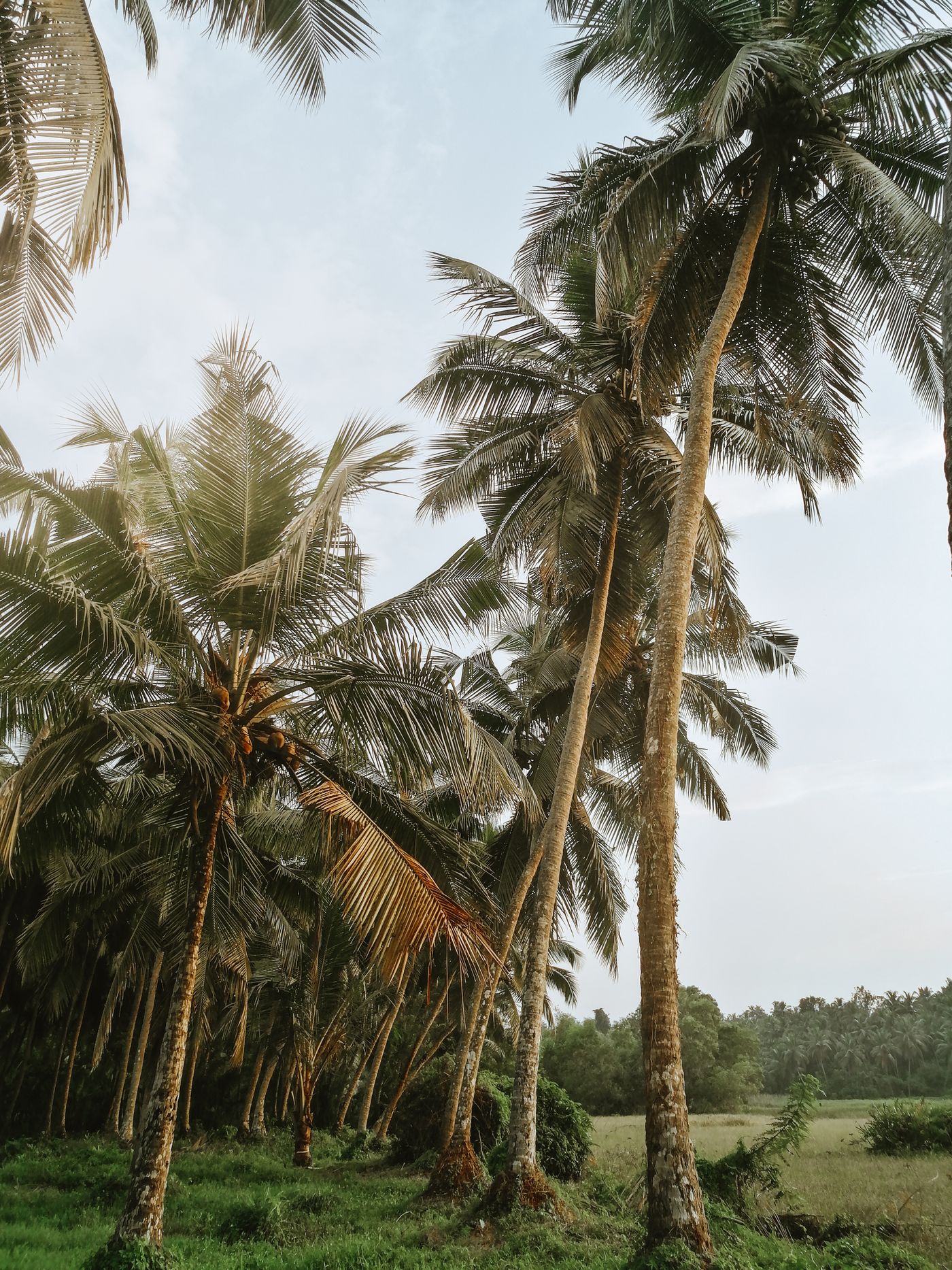 South Indian coconut grove