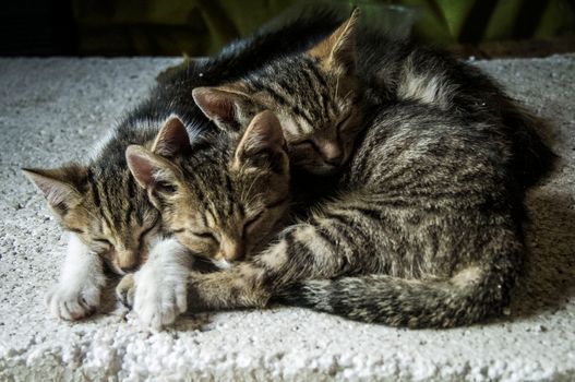 Three cute sleeping tabby kittens snuggling on a cozy surface indoors.