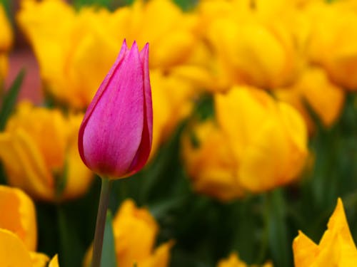Free stock photo of flower, pink, tulip