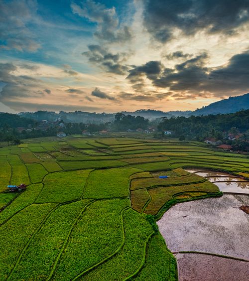 Free Serene aerial shot of vibrant rice fields in Rumpin, Indonesia, under a moody sunset sky. Stock Photo