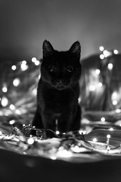 Immagine gratuita di bokeh, fotografia di animali domestici, gatto