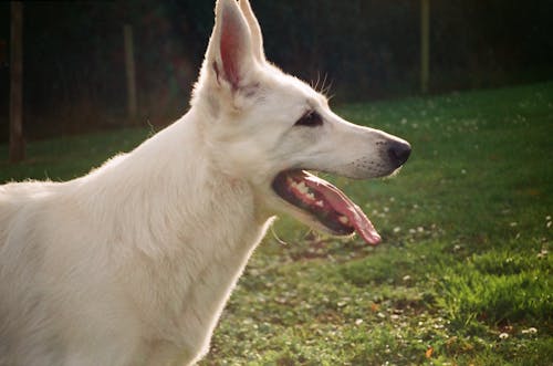 Adorable White Swiss Shepherd Dog standing on grassy meadow near forest with tongue out and looking away on sunny day